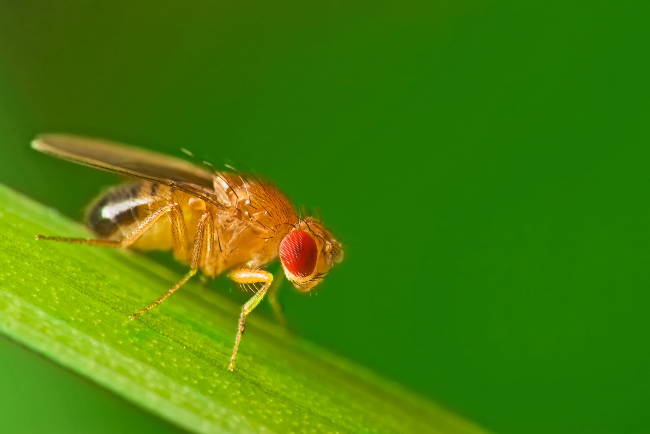Tips for Pest Control Success