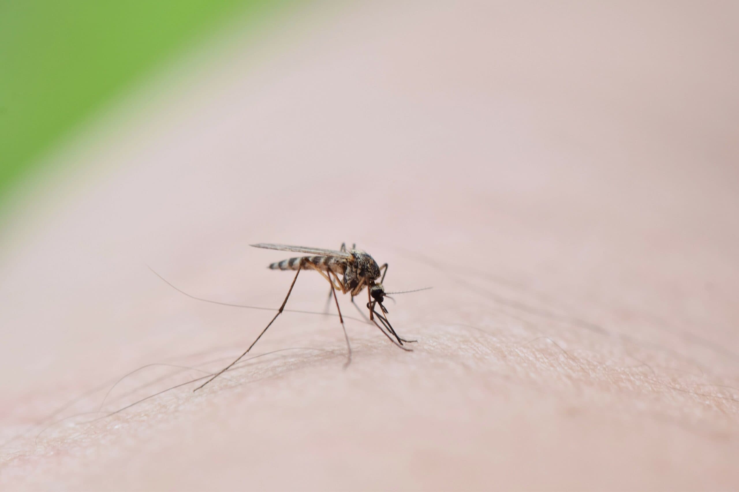 Professional Exterminator’s Guide