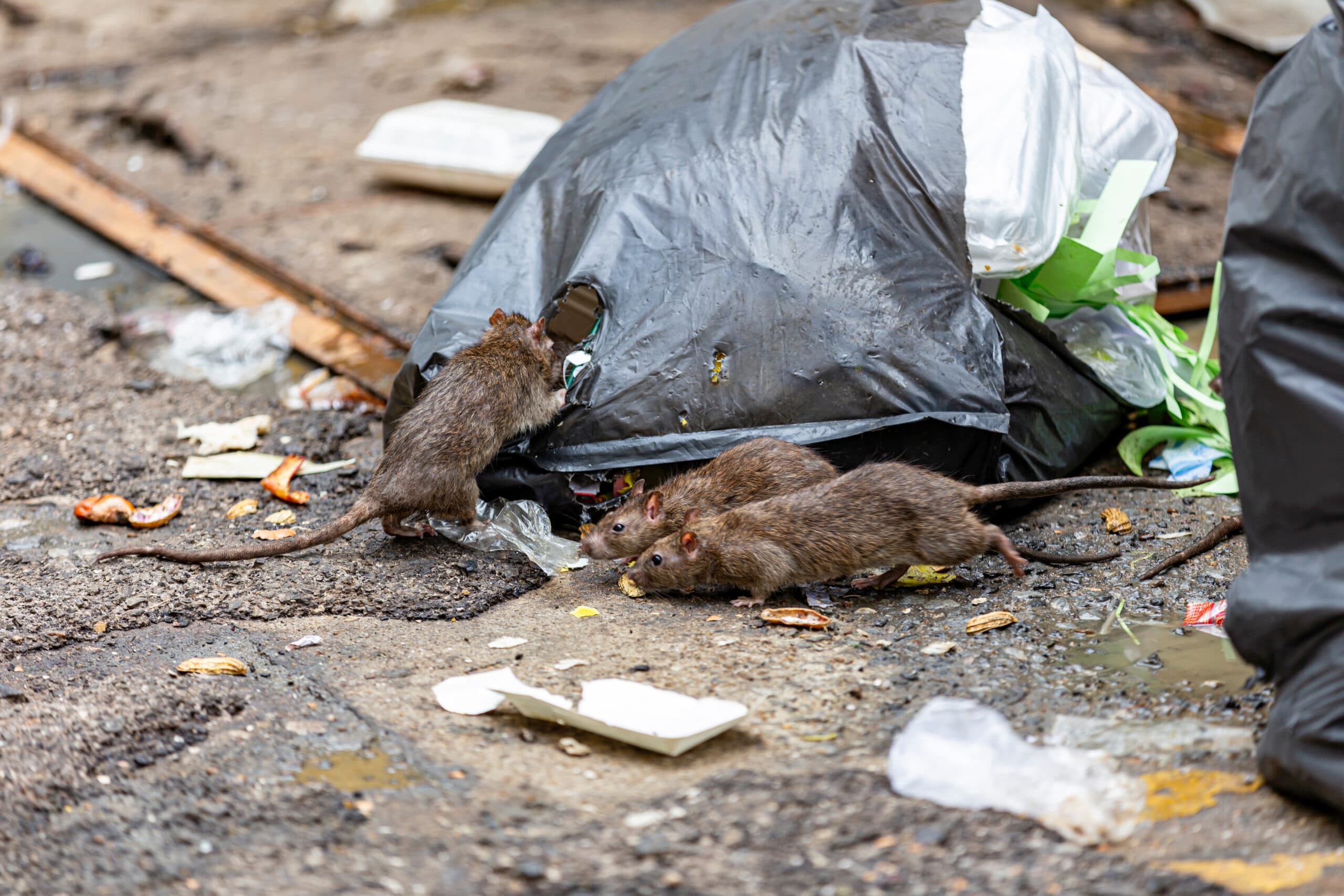 Urban Pest Control