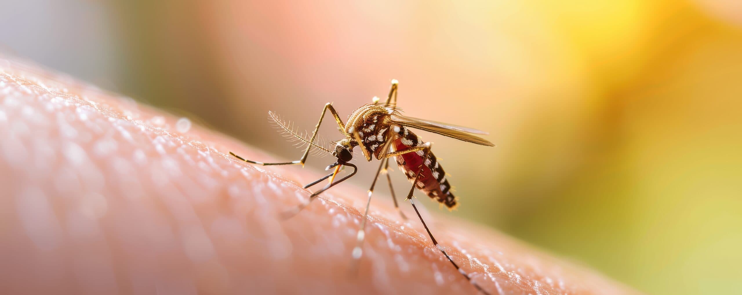 Mosquitoes Control
