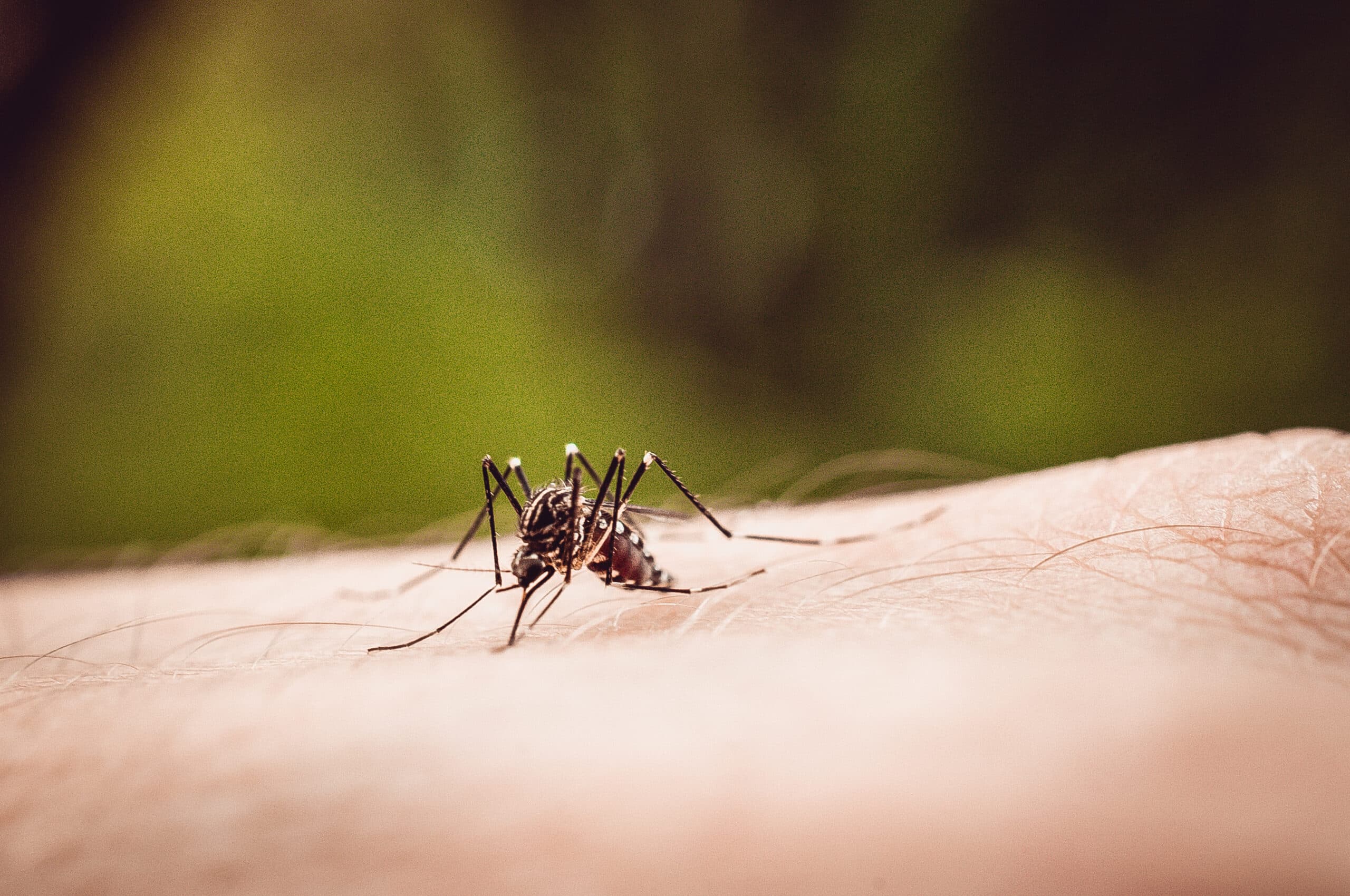 Mosquito Stations