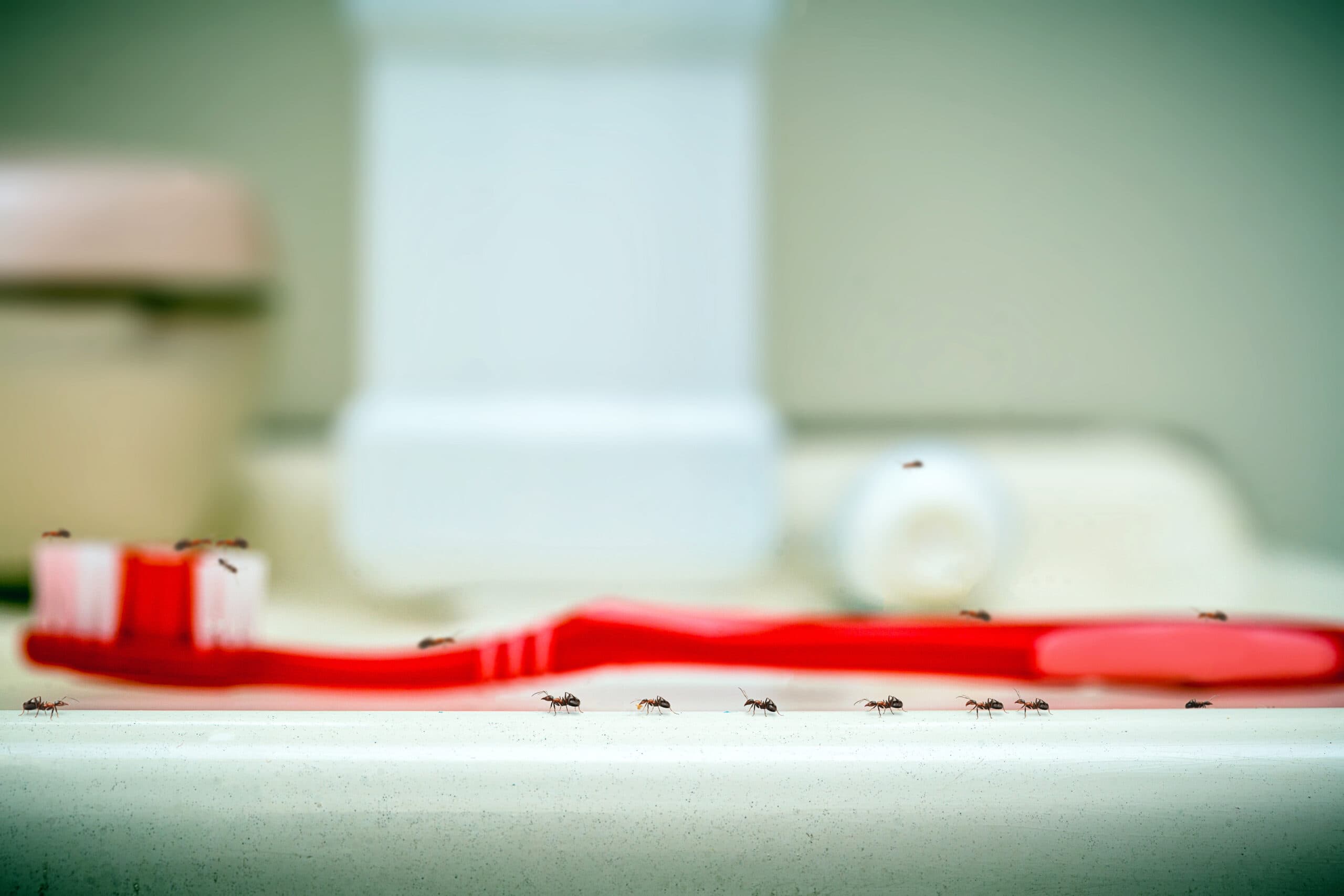 How to Get Rid of Ants in the Bathroom