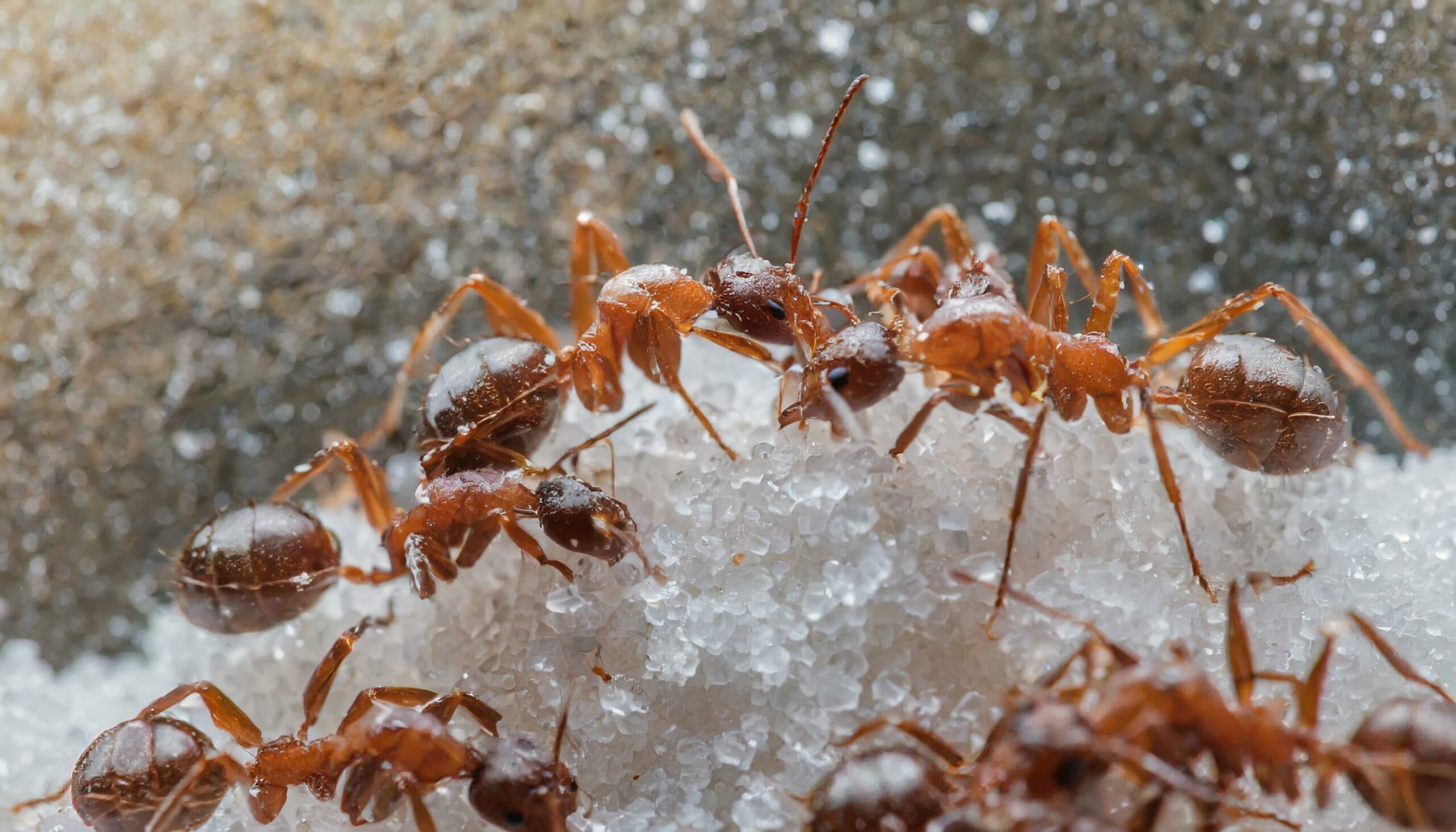How to Get Rid of Sugar Ants