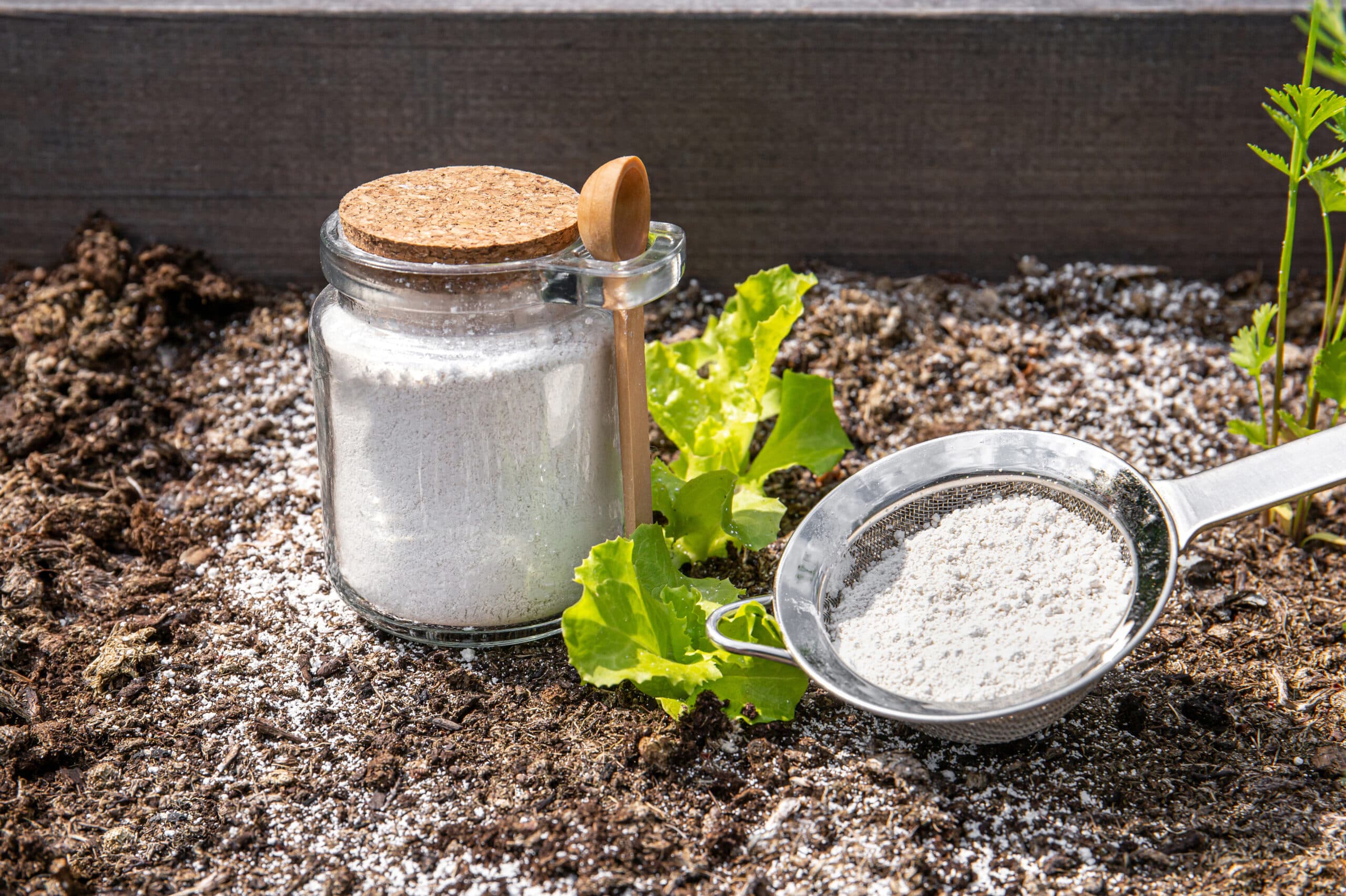 Diatomaceous Earth Kill Ants?