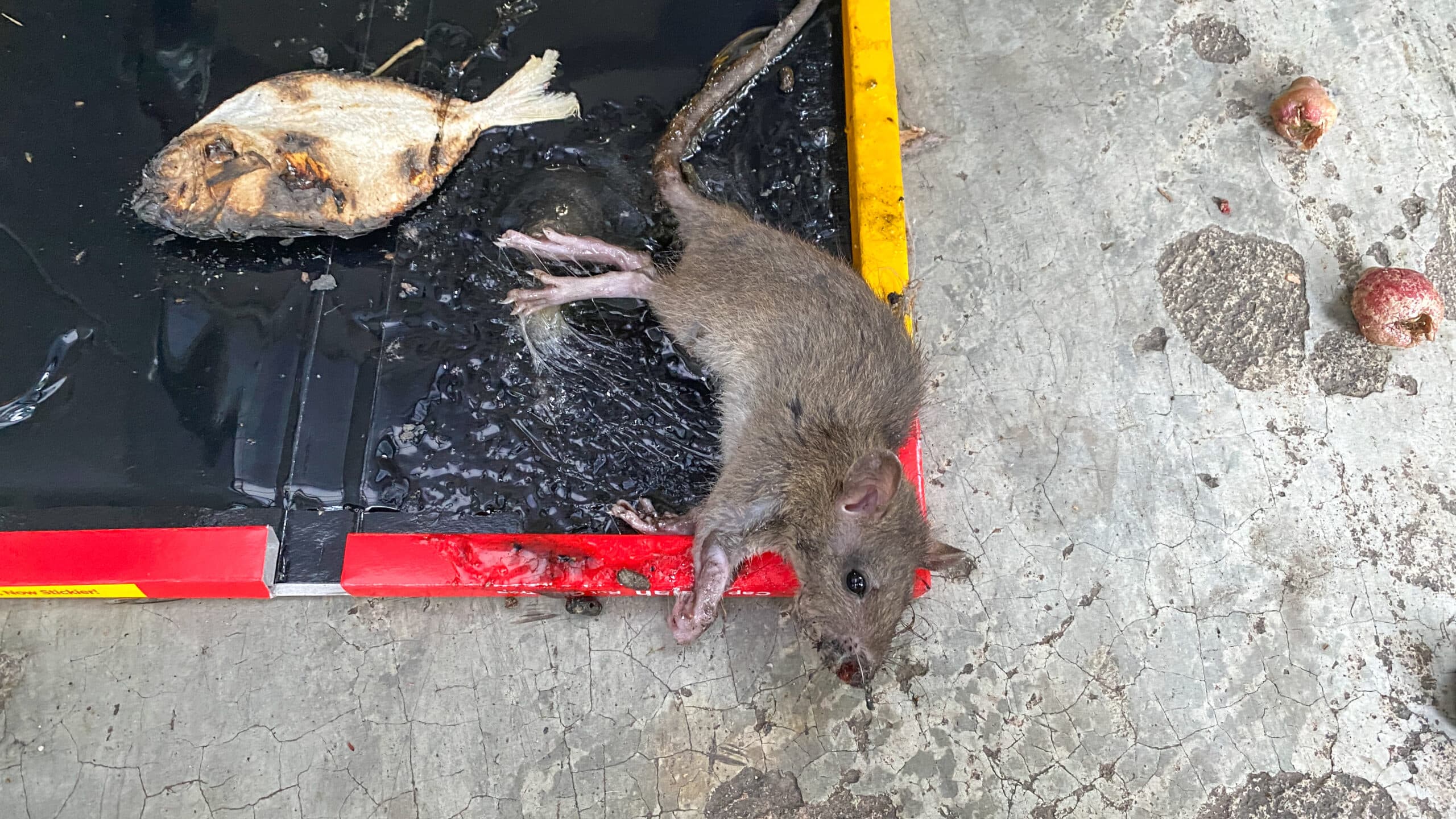 Rodent Glue Traps