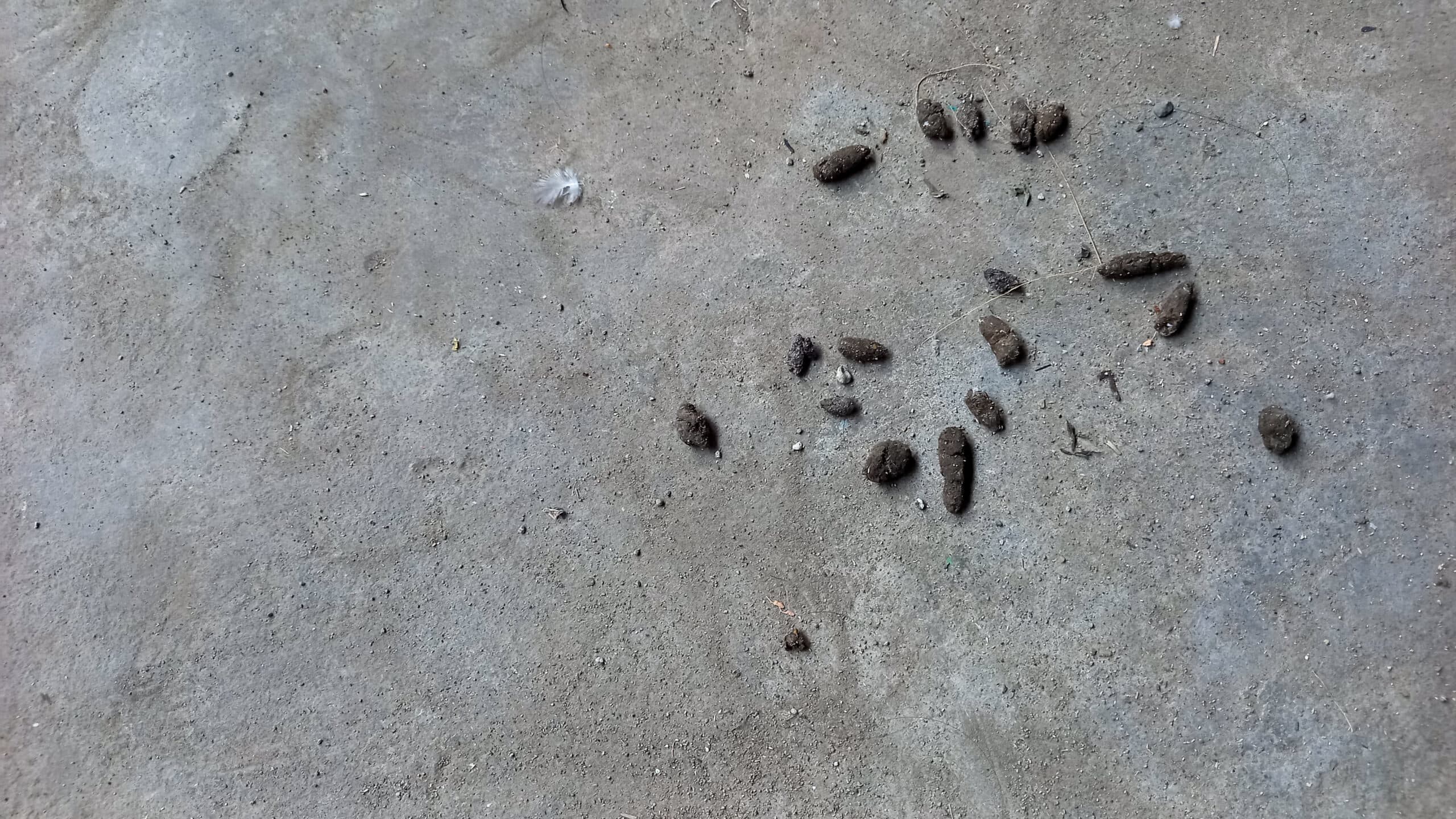 Rodent Poop Identification