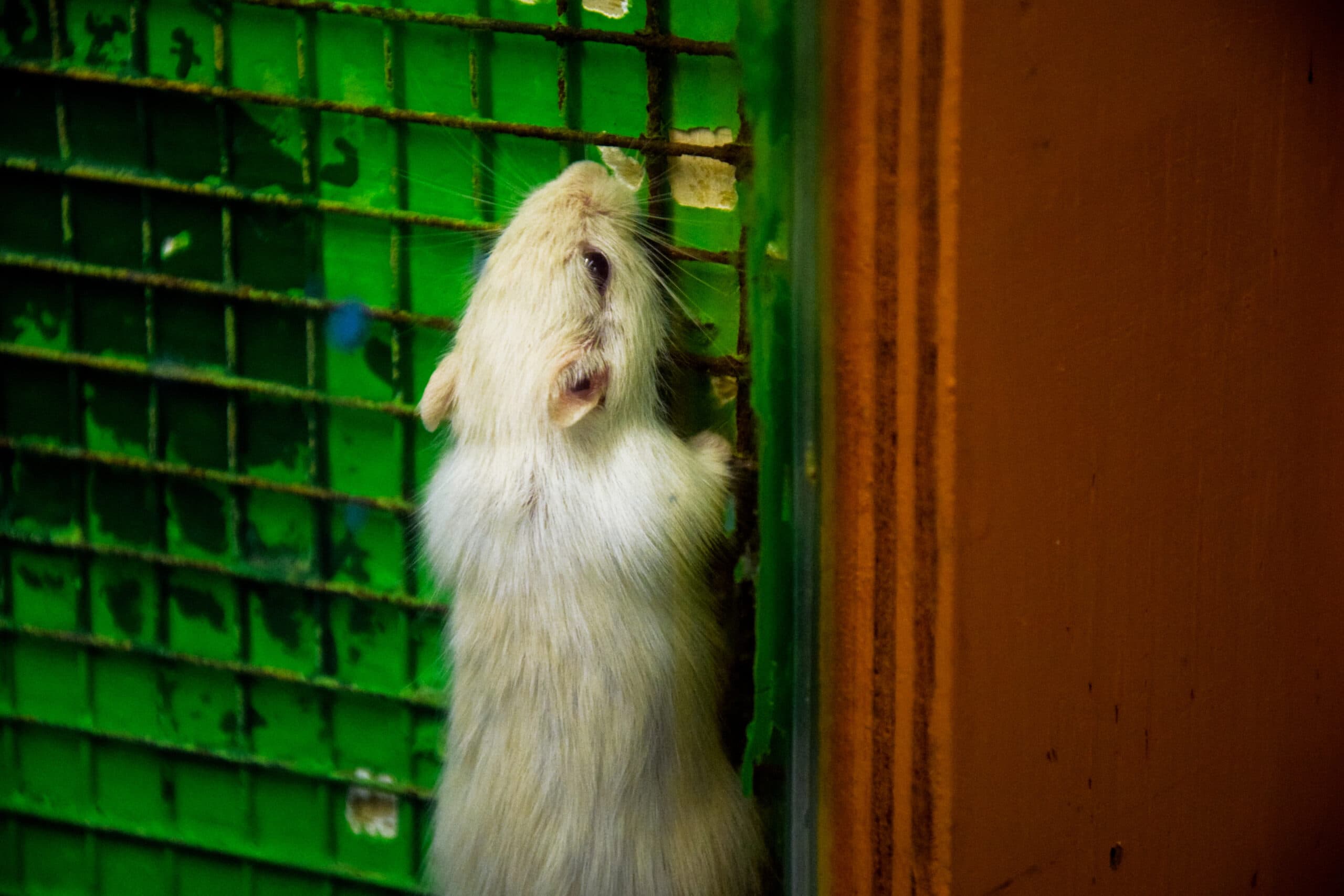 Can Mice Climb Walls