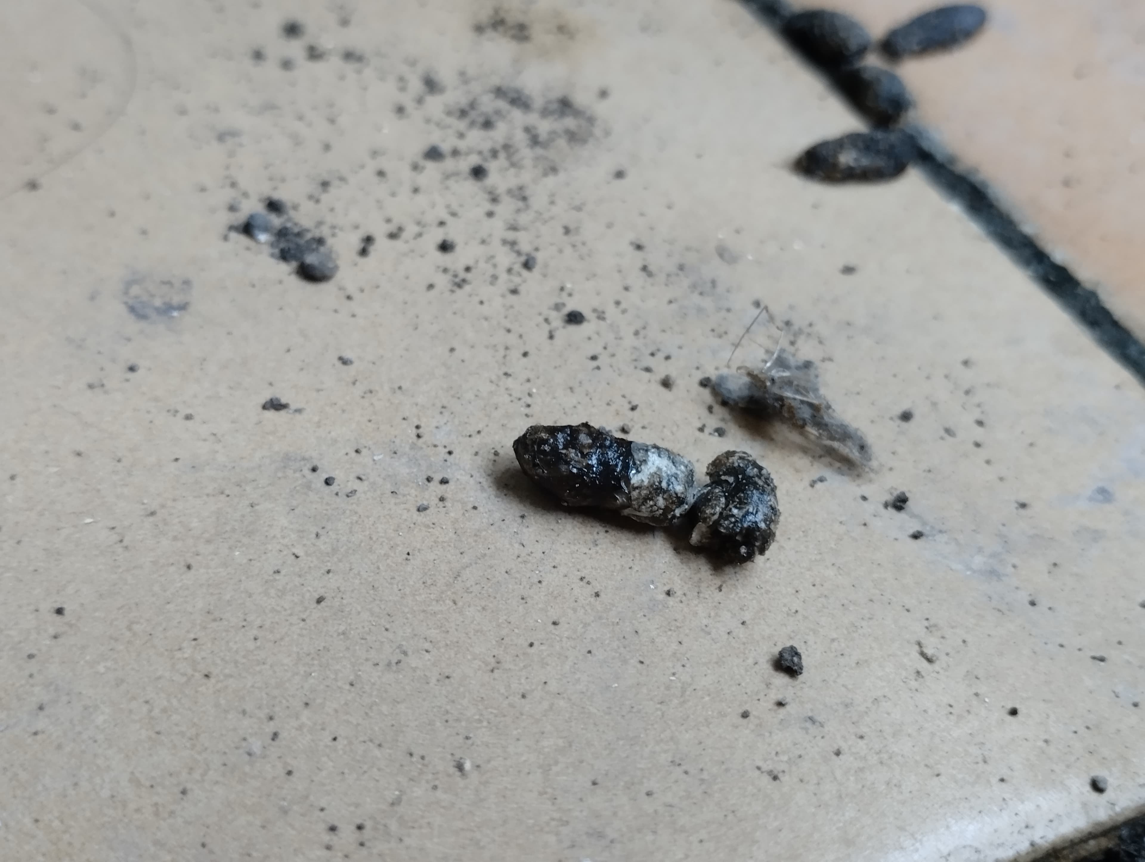What Do Mice Droppings Look Like