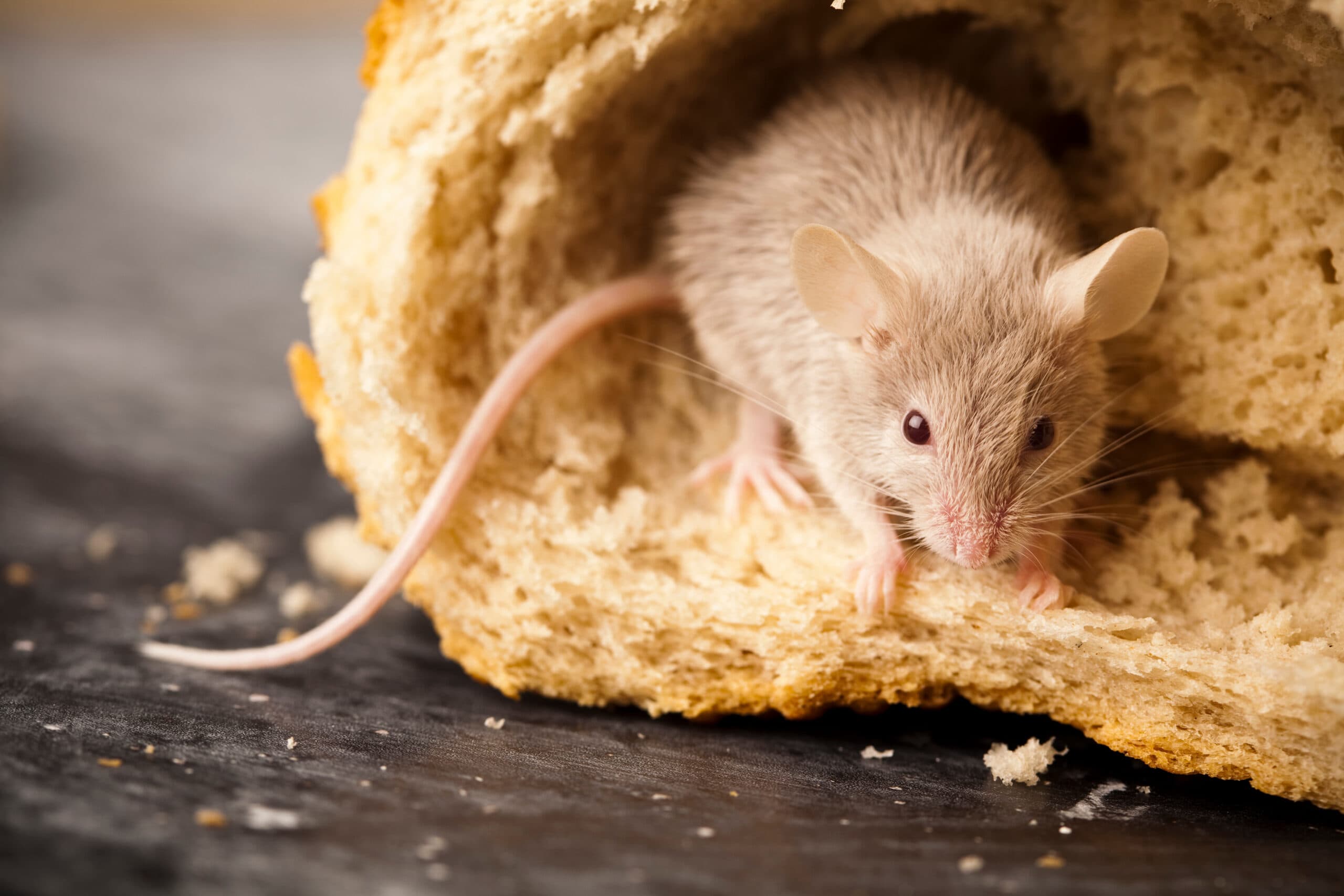 How to Get Rid of Mice Naturally