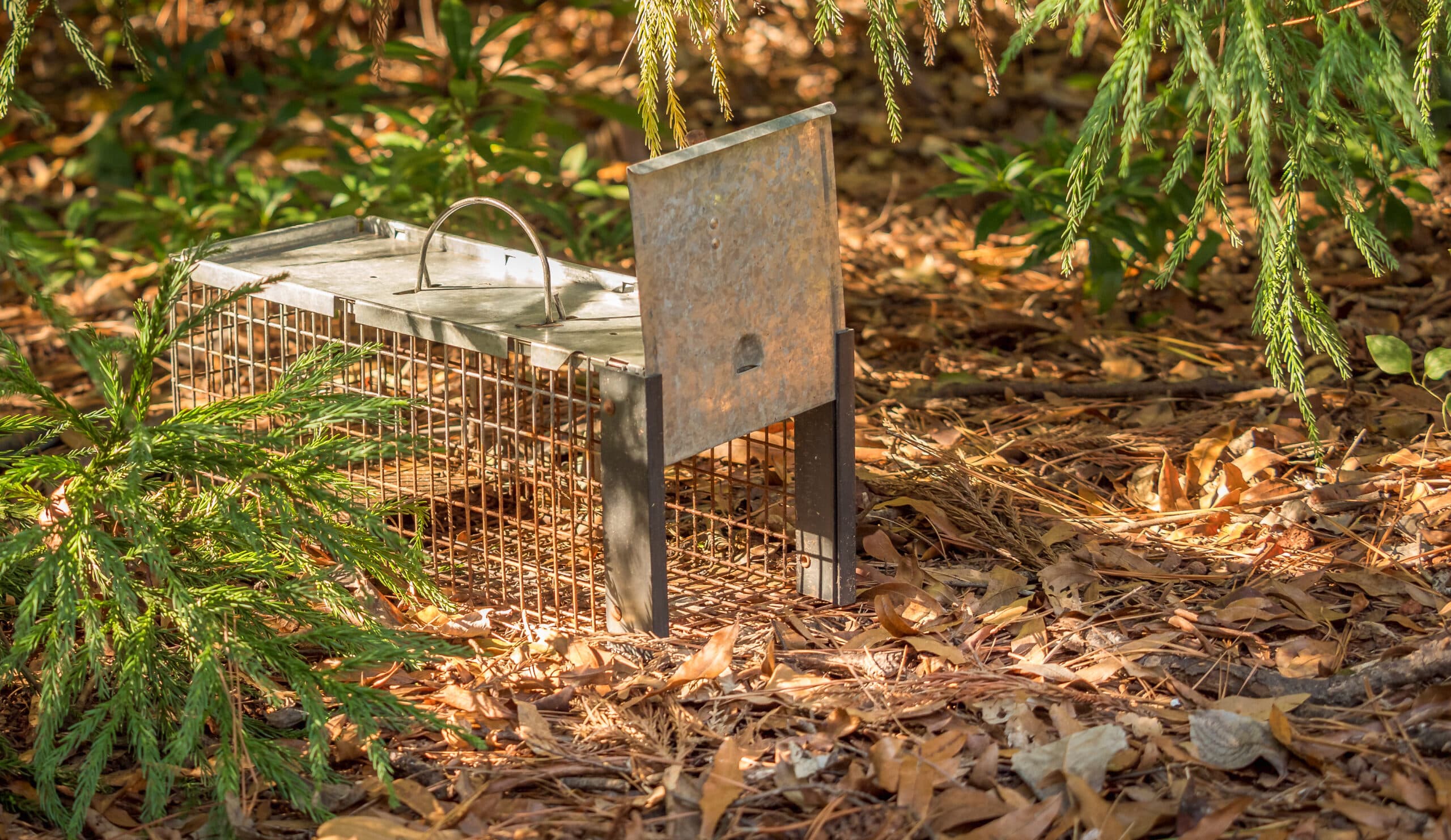 How To Trap A Mouse