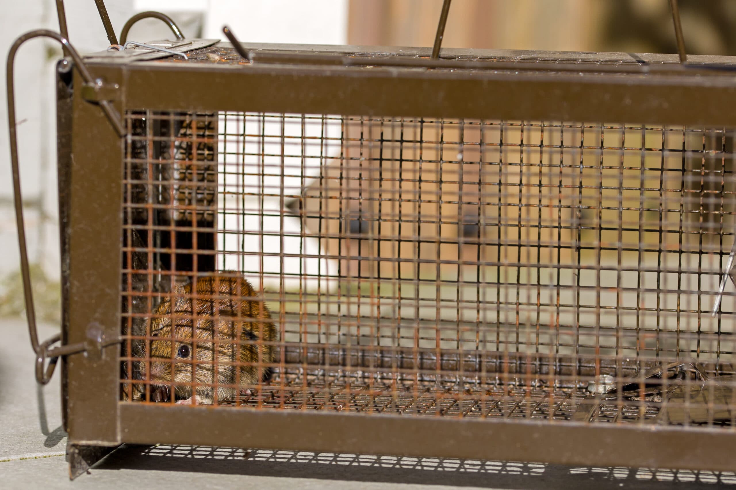 Live Mouse Trap