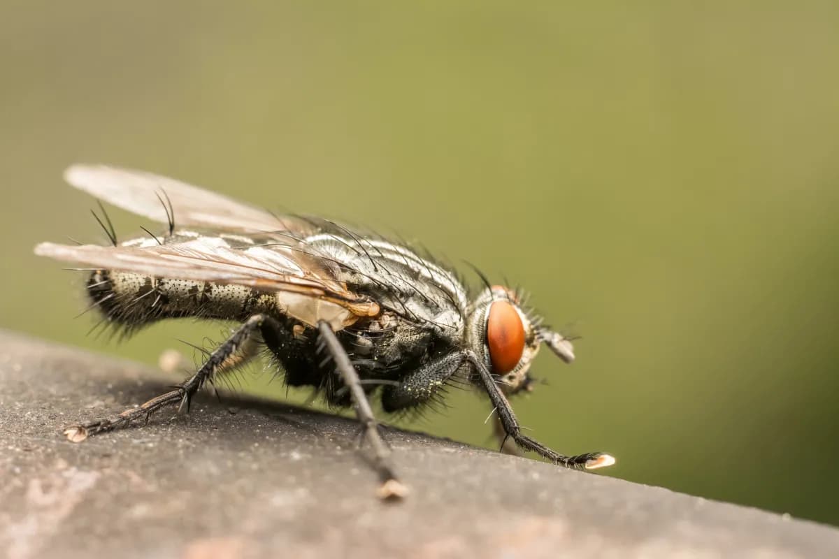 Understanding the Root Cause of Your Pest Control Troubles