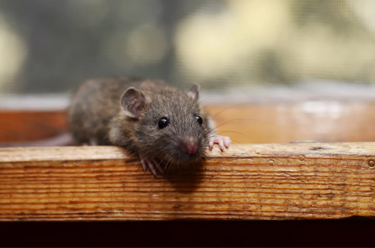 What Most People Overlook About Rodent Control