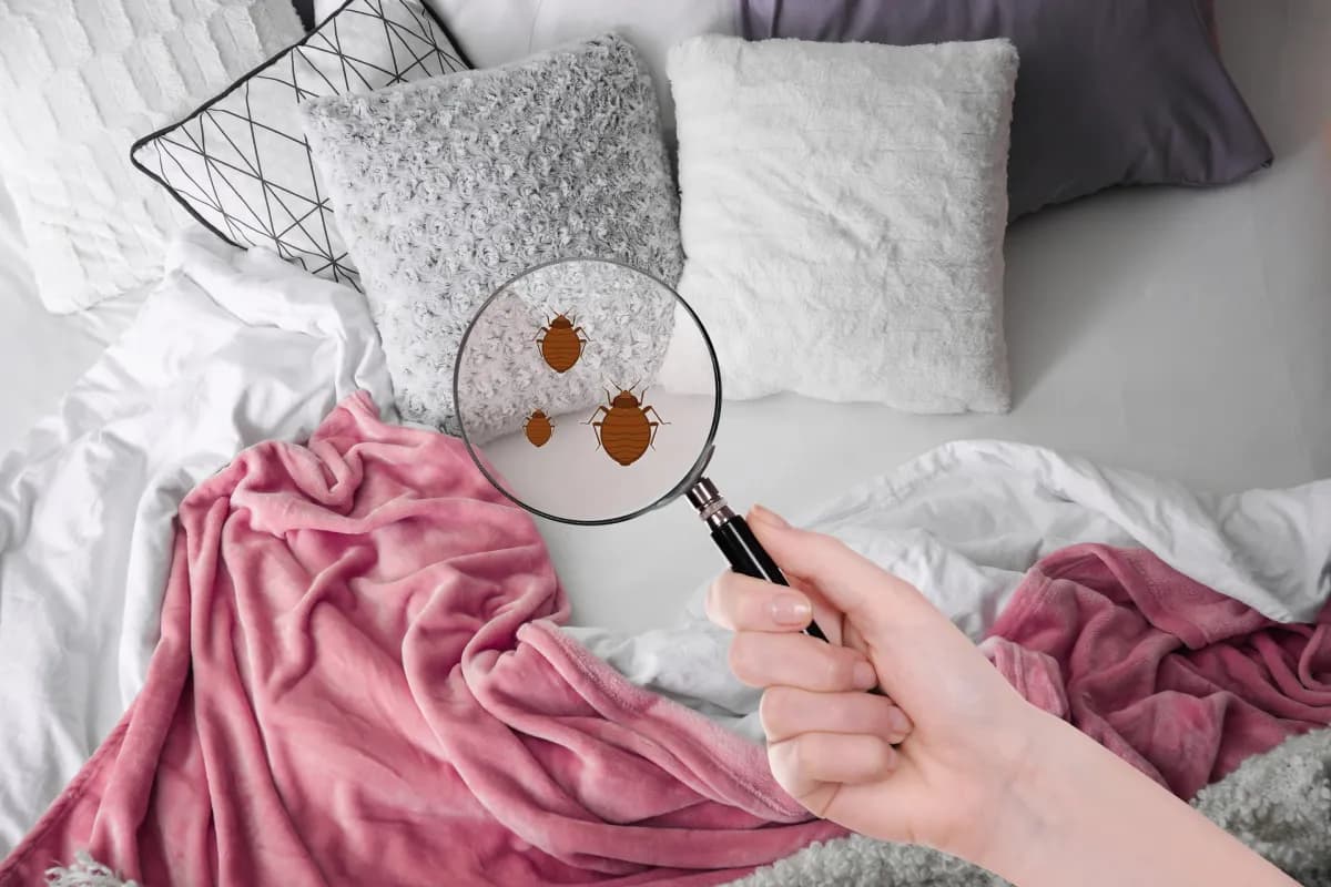 bed bug inspection