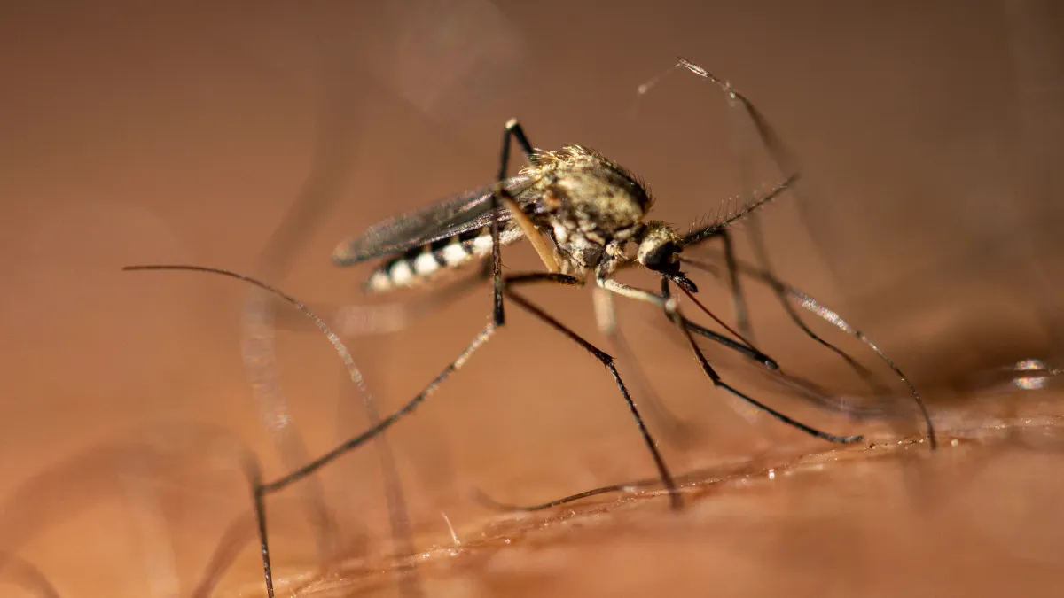mosquito