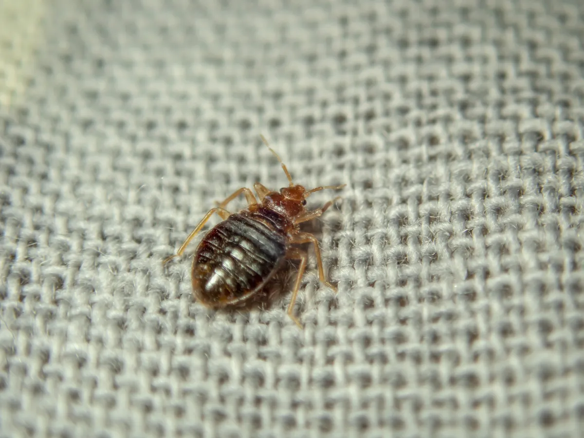 bed bug in the mattress