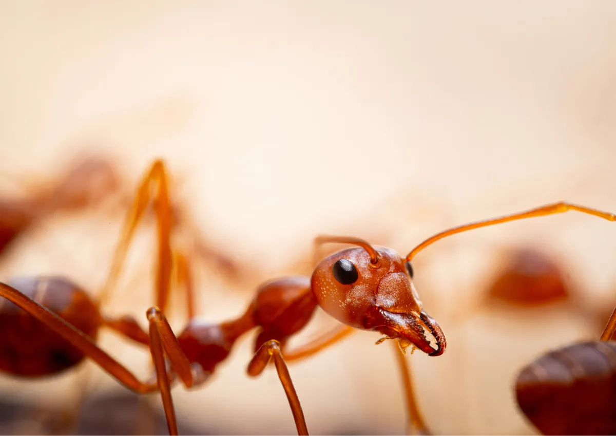 closed up ant