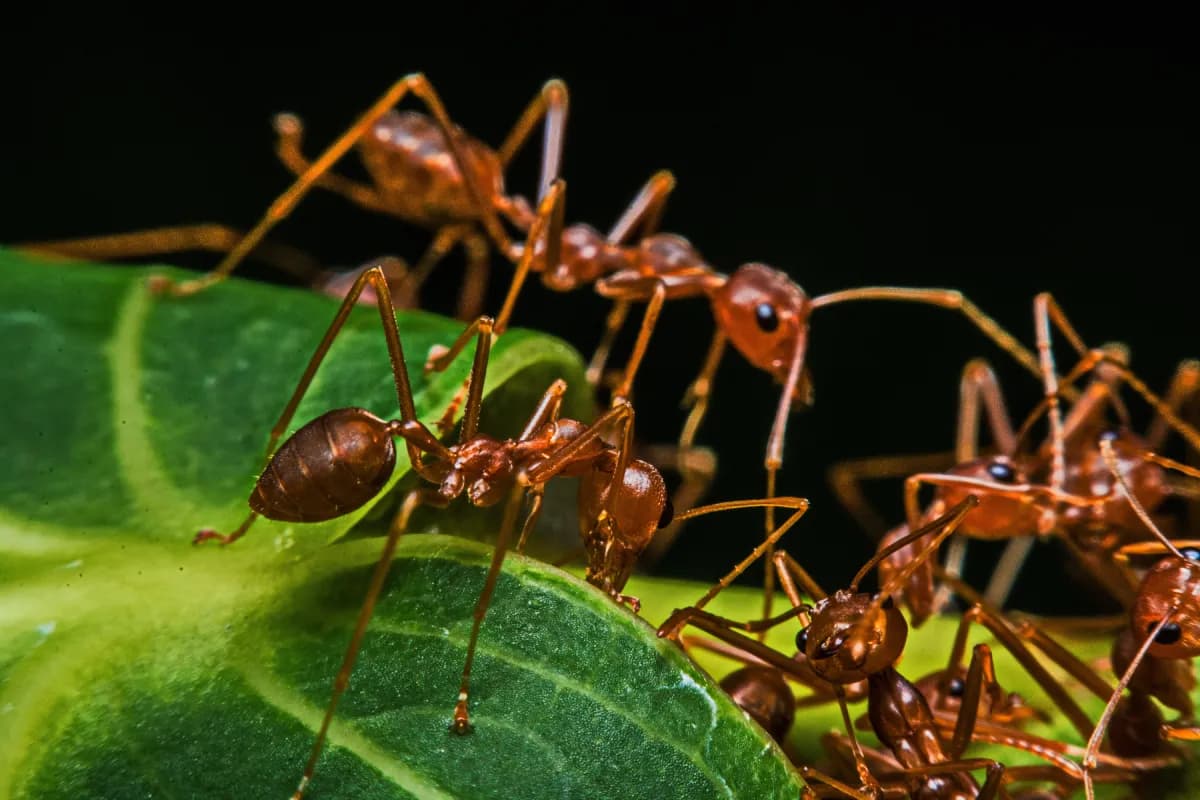ants on the leave