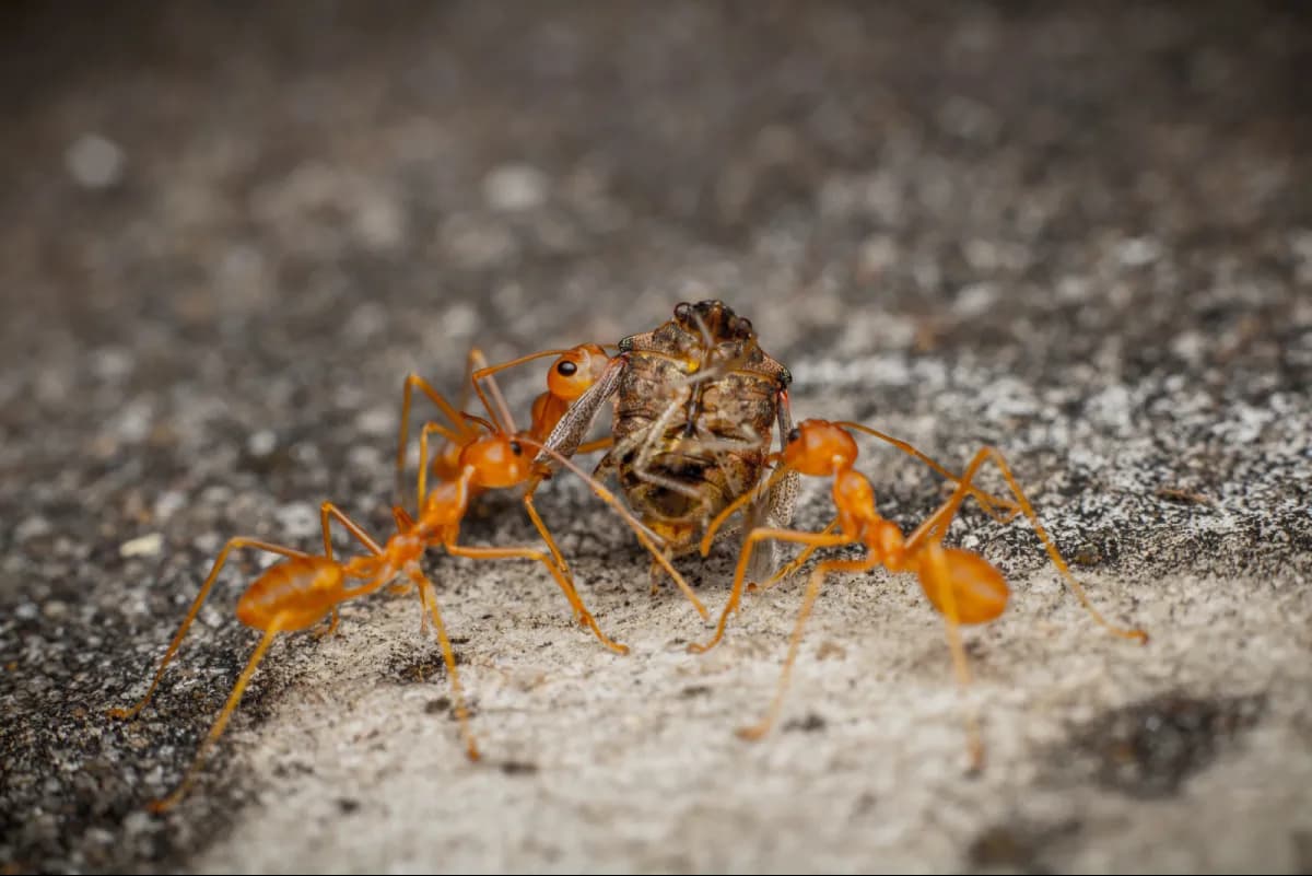 ants