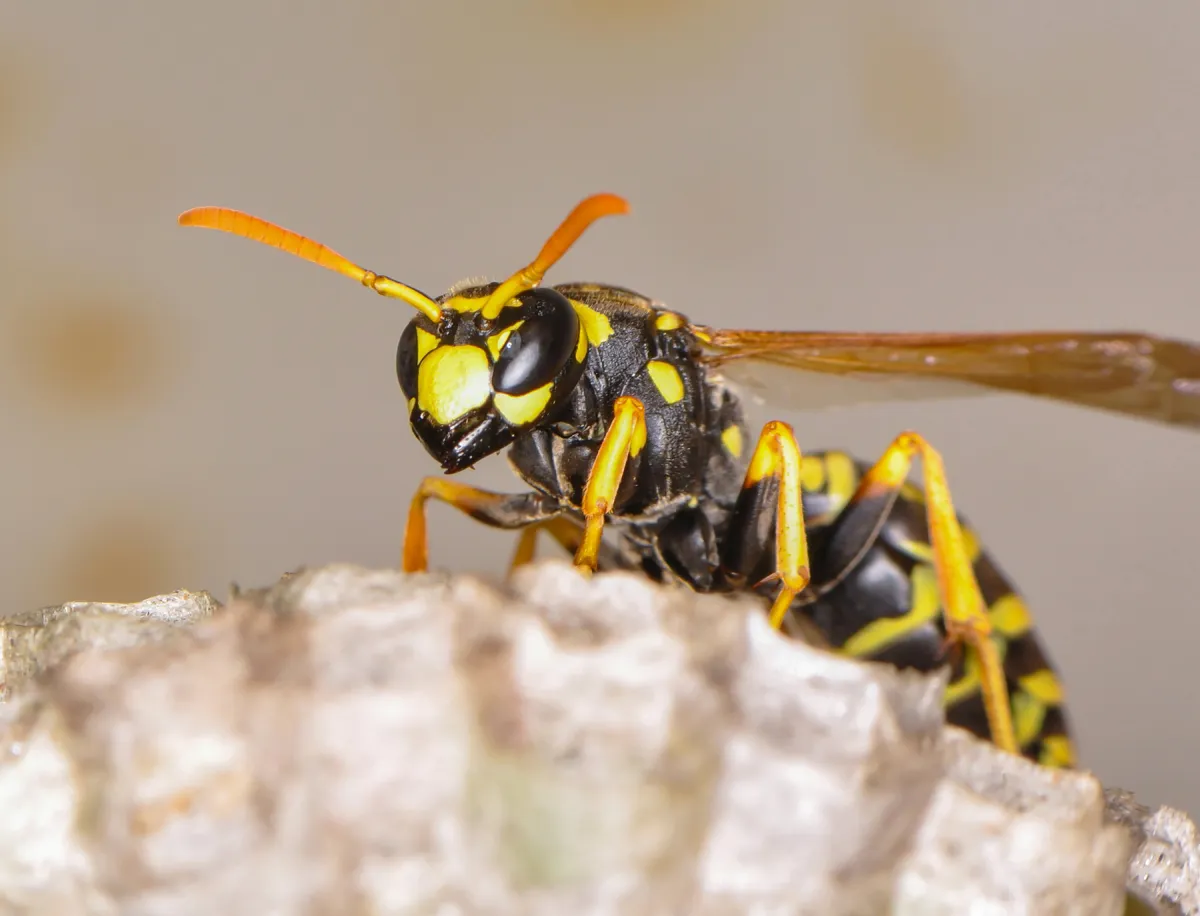 wasp