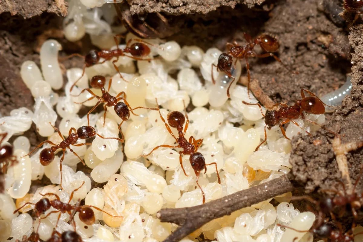 ant eggs