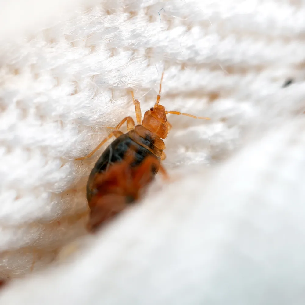 bed bug in the mattress