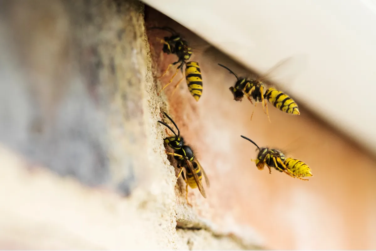 wasp building nest
