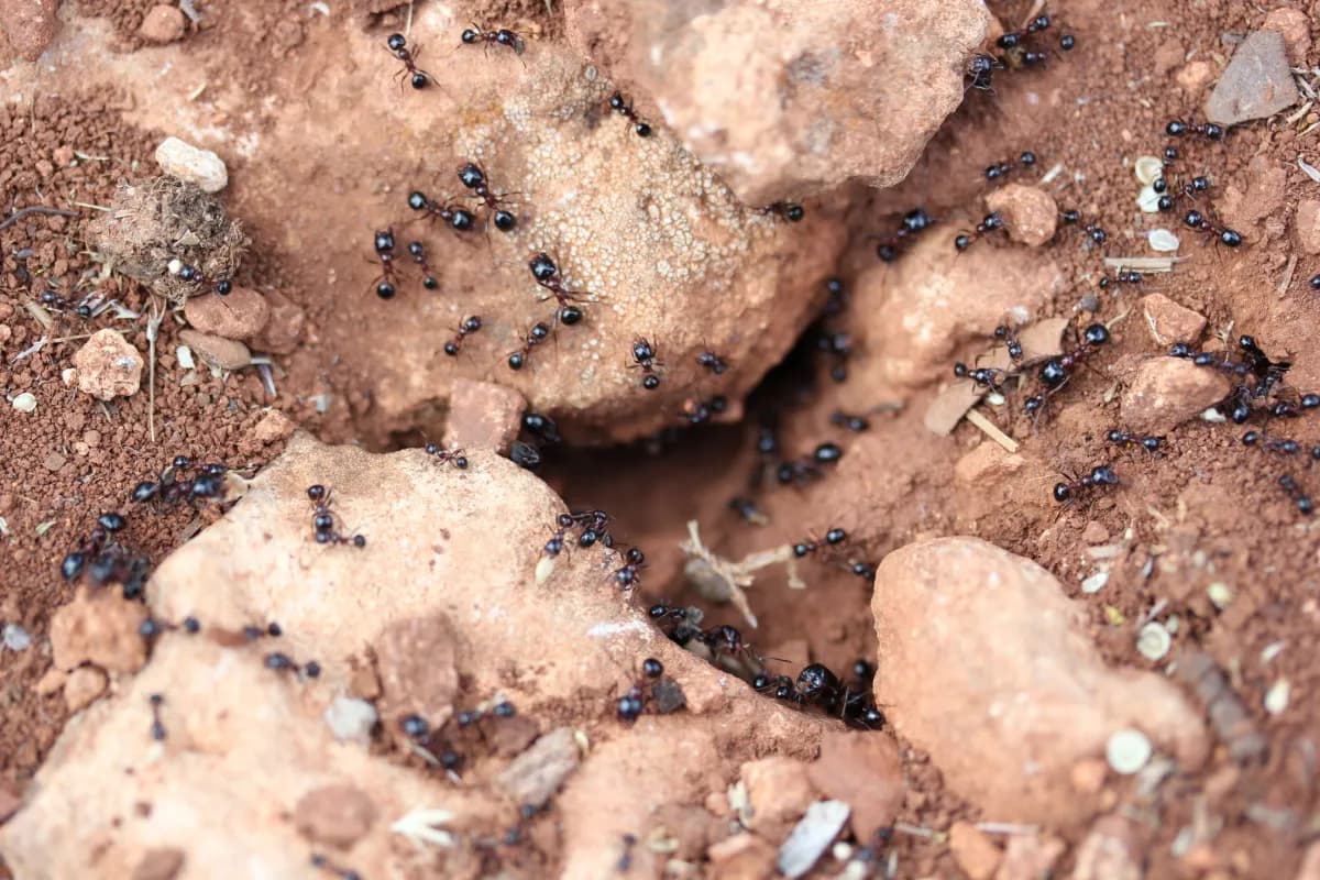 ants