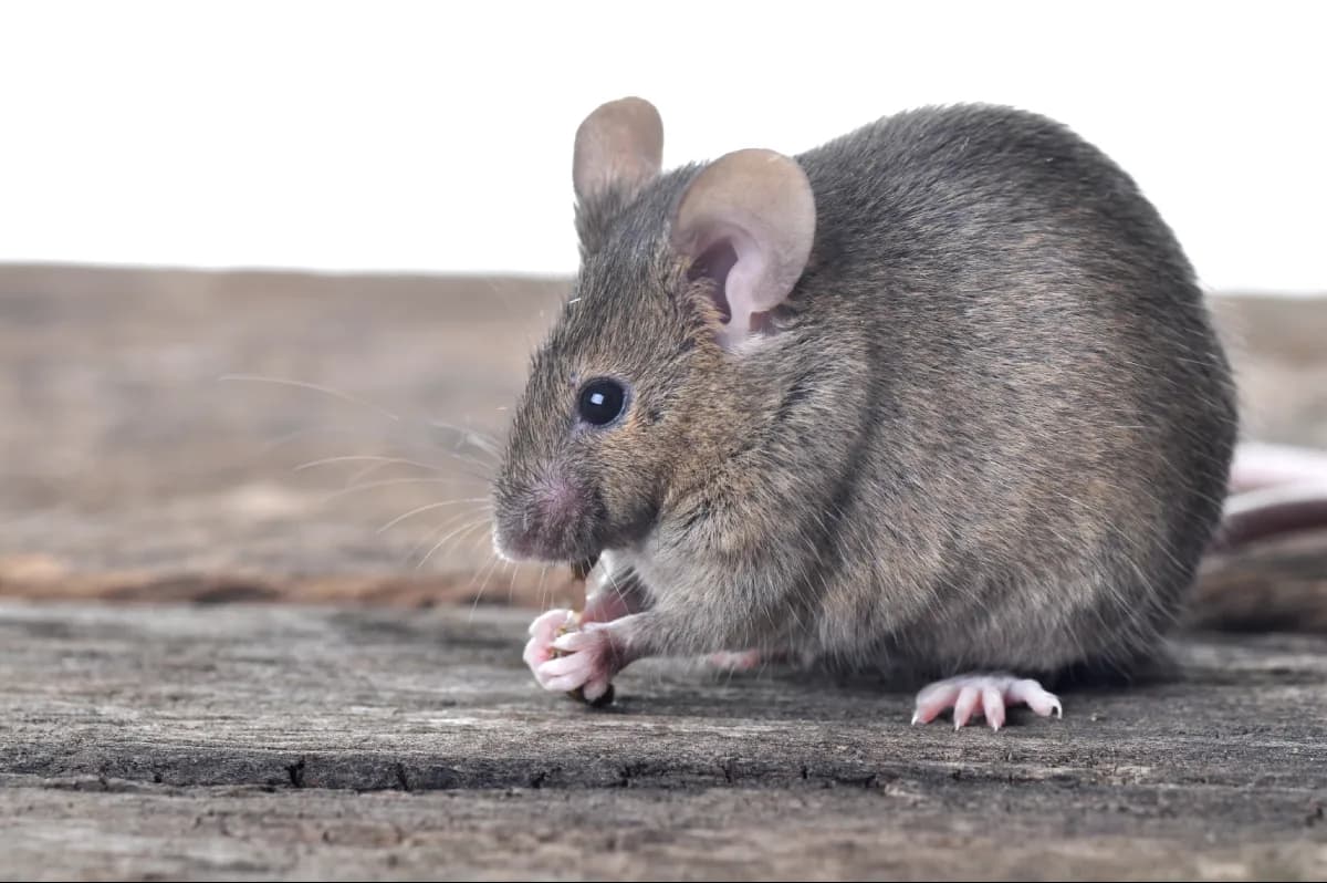 mouse