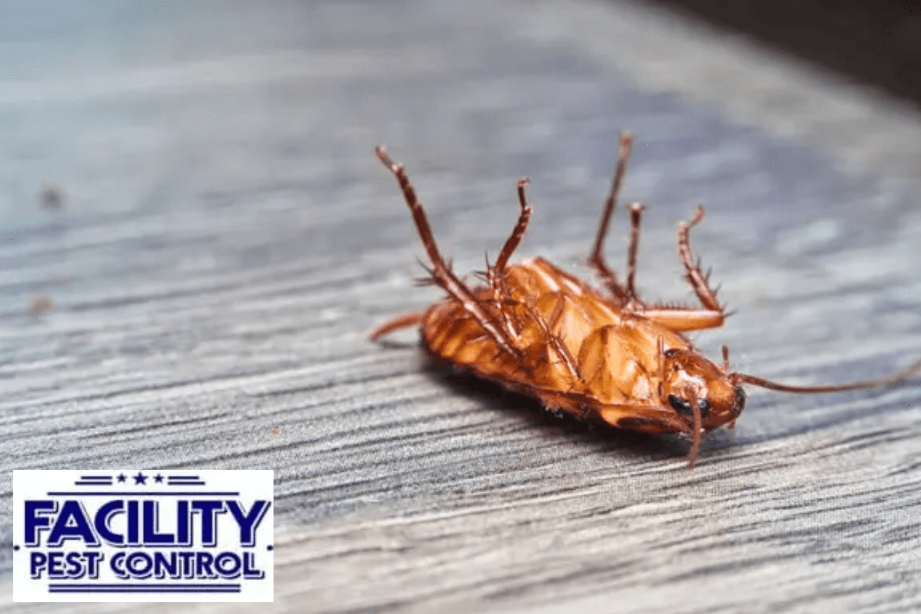 cockroach