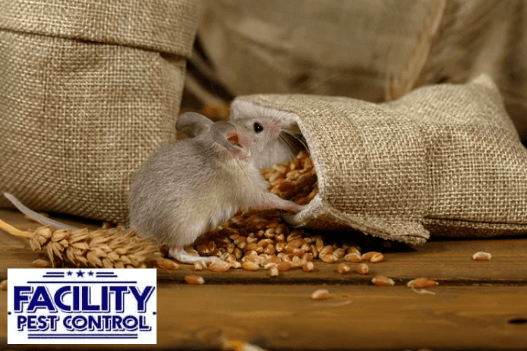rodent