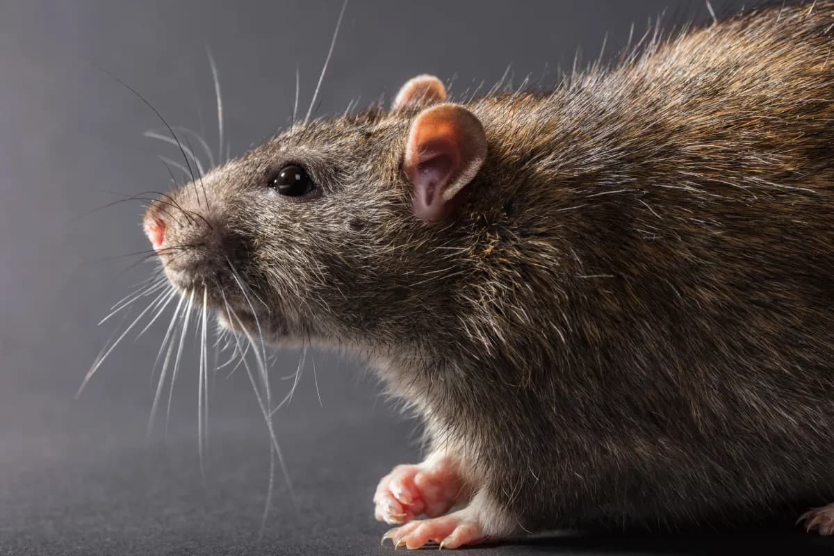 rat