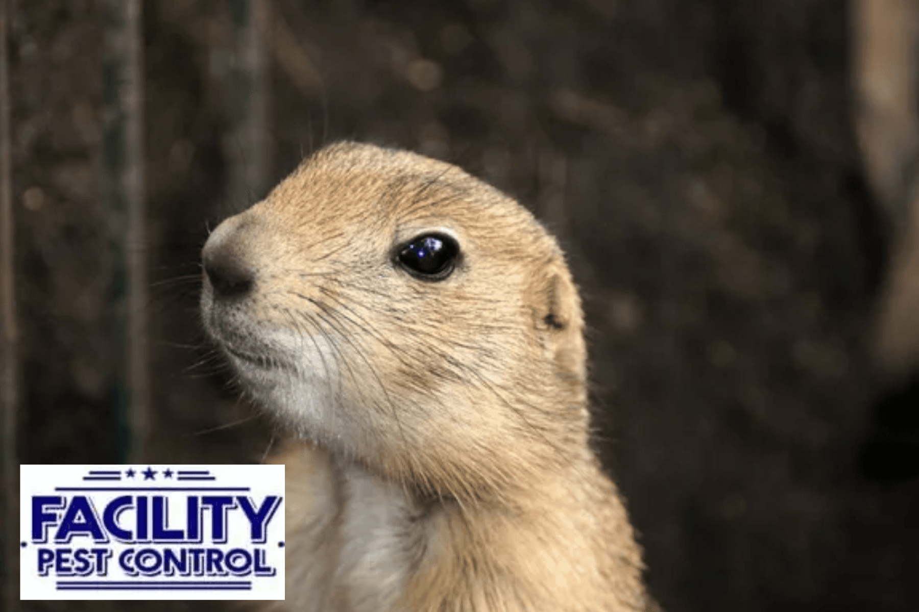 gopher