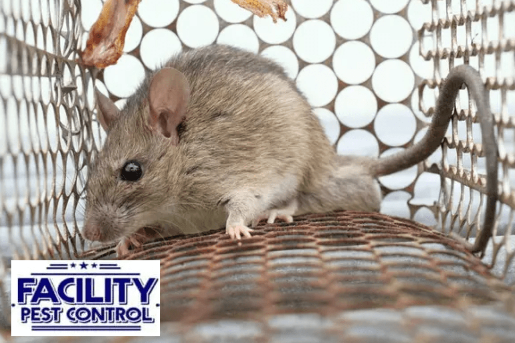 rodent