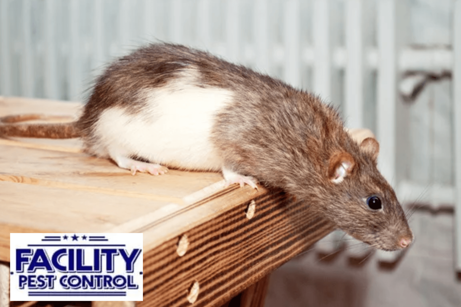 rodent
