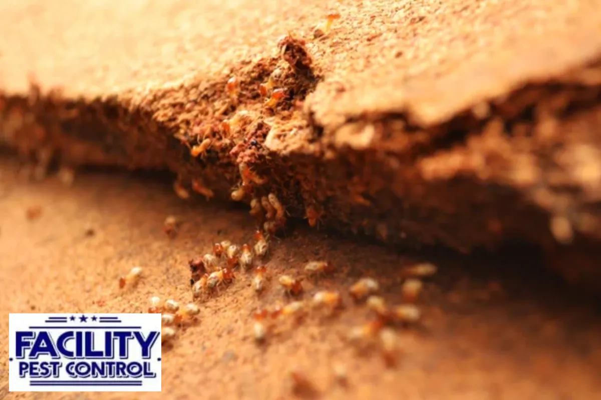 termite