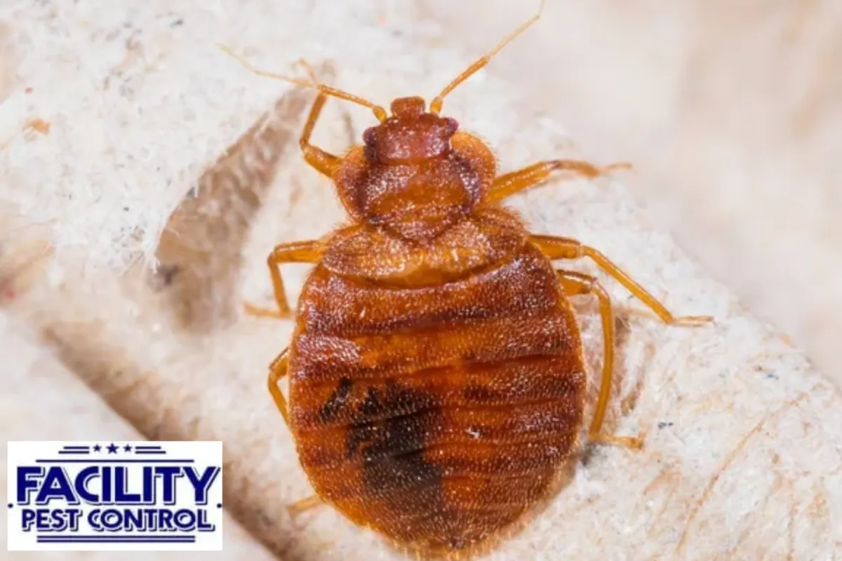 bed bug