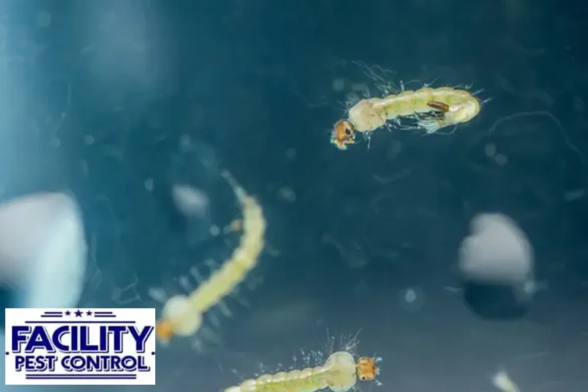 mosquito larvae