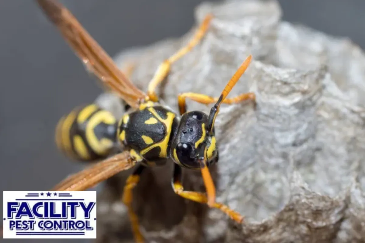 wasp