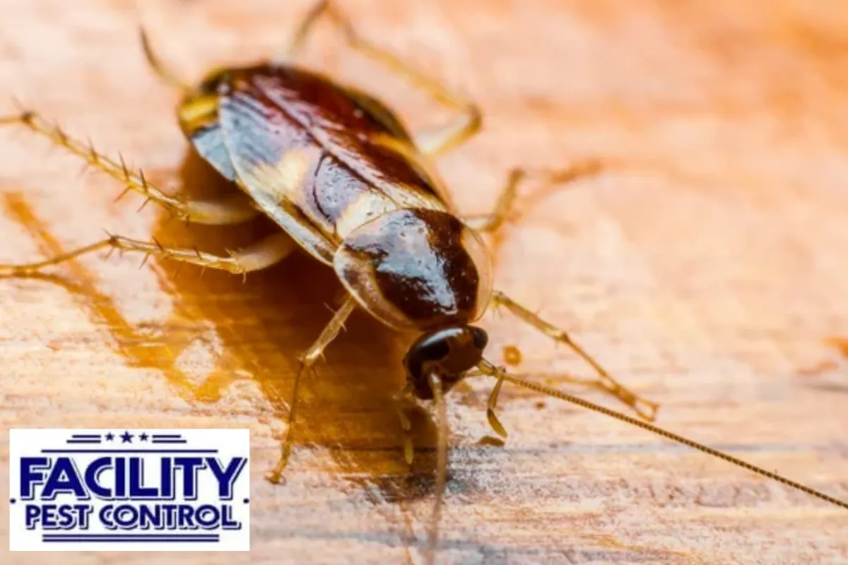 cockroach