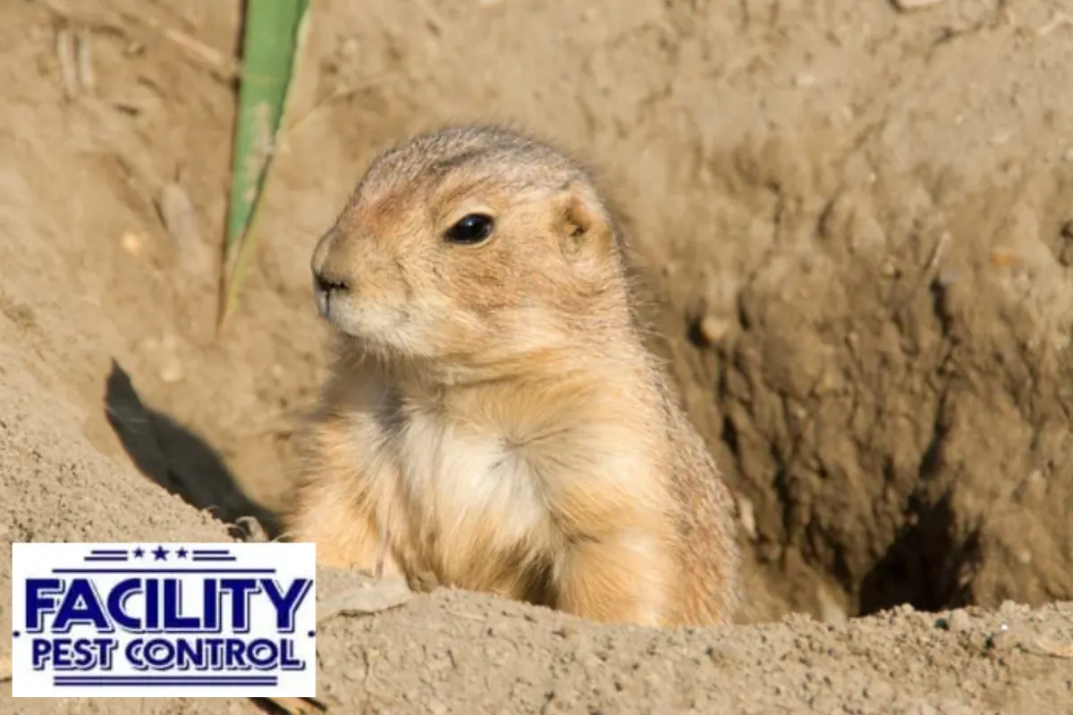 gopher