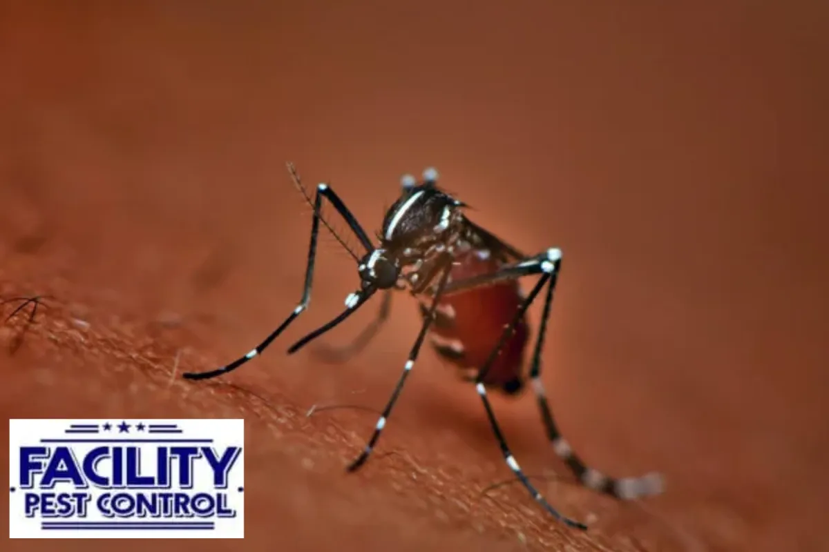 mosquito