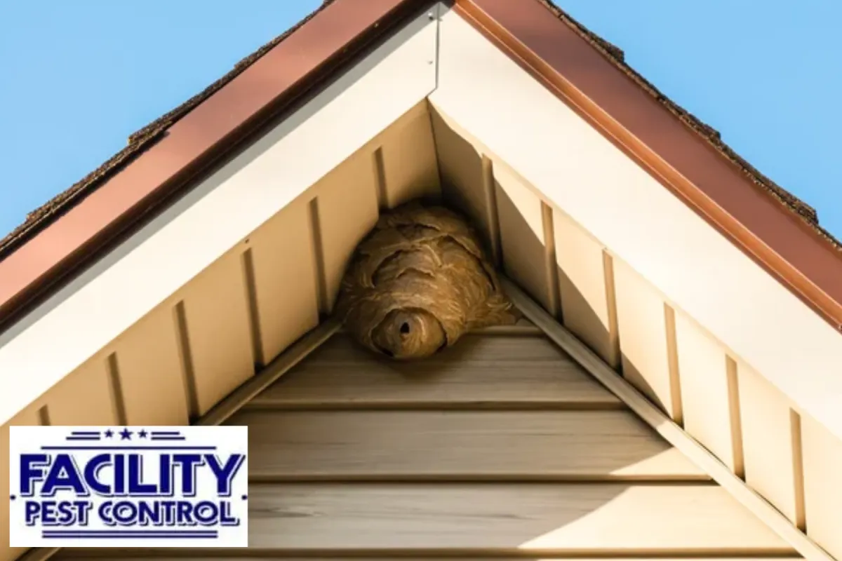 wasp nest