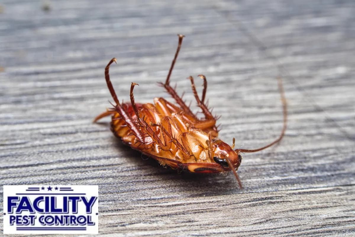 dead cockroach