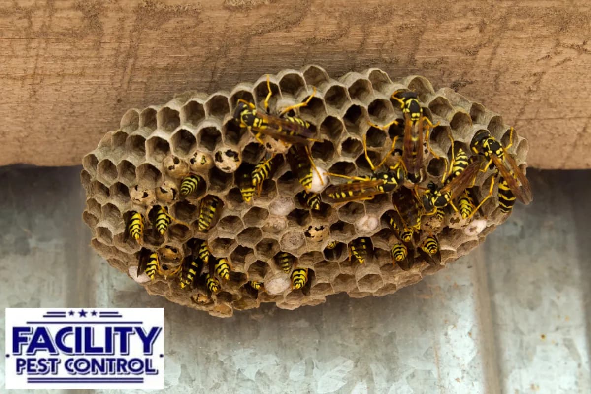 wasp in the nest