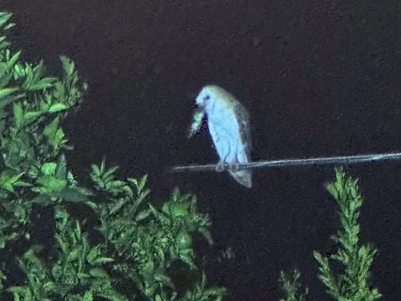 A barn owl on a wire at night with a fresh catch in its beak