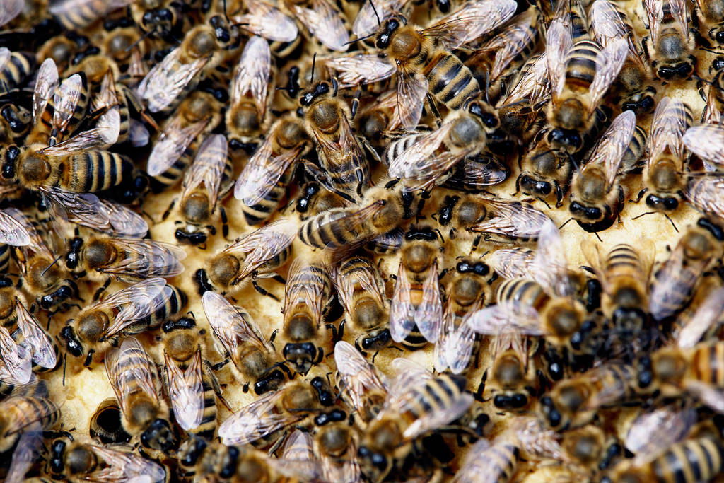 closeup view of honeybee hive