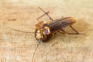 cockroaches
