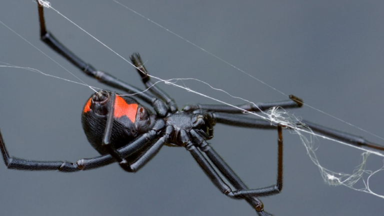 how to get rid of black widow spiders in garage