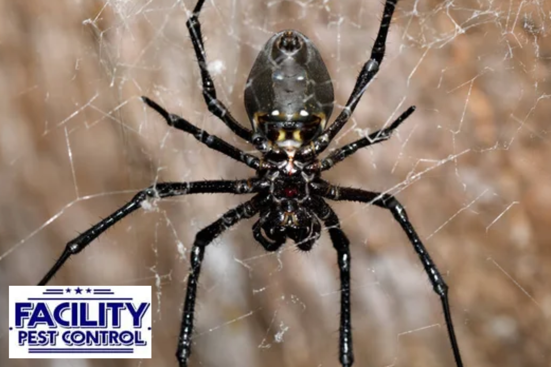 spider